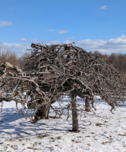 In the springtime, apple trees flower and produce fruit on long-lived, stubby twigs called spurs, often referred to as old wood. Pruning encourages the tree to grow more of these fruiting spurs. All our fruit trees are pruned once a year.