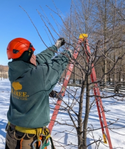 This year, I asked my longtime arborists from SavATree to spend a day at my farm offering tips to my crew - a refresher course for using the best pruning methods. I've been using SavATree for many years and they've helped keep all my trees in excellent condition.