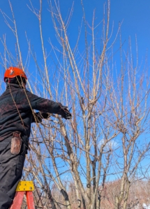 I prefer much of the work be done by hand. Cutting by hand gives my trees a more natural appearance and shape.