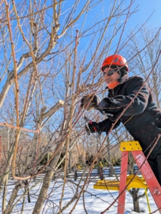 Pasang removes crowded branches to help let in light and promote good air circulation. Pasang is also mindful of the leader. A leader is the dominant trunk of a tree. He defines which one it is and creates a good shape around it.