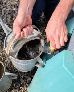 Ryan fills many cans of tea to manually feed all the plants in the citrus house.