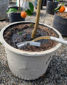 Ryan pours enough to reach all around the roots. Compost tea helps alleviate diseases of the soil. I’ve been giving my plants compost tea for many years.