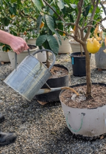 Ryan schedules the compost tea feeding process when the plants are already due for watering.