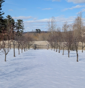 And this is the orchard now. The fruit trees are extremely healthy, in part because of all the care and maintenance that is done to keep them doing well. Here is a section of trees before they are pruned.