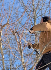 Phurba cuts branches that are rubbing or crisscrossing each other, preventing any healthy new growth. Basically, the goal is to create a tree with well spaced lateral branches. Any branches which interfere with the tree’s shape or create a dense framework should be removed.