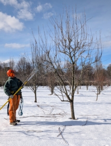 Here, a long handled pole pruner is used to remove harder to reach water sprouts. Water sprouts are thin branches which normally grow straight up from lateral branches and do not bear fruit.