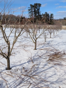 It looks like a lot of branches are removed, but good pruning actually improves productivity and promotes more fruiting.