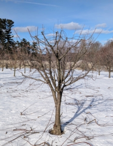 This tree looks great after pruning. Its size is well maintained and it has a good and balanced shape.