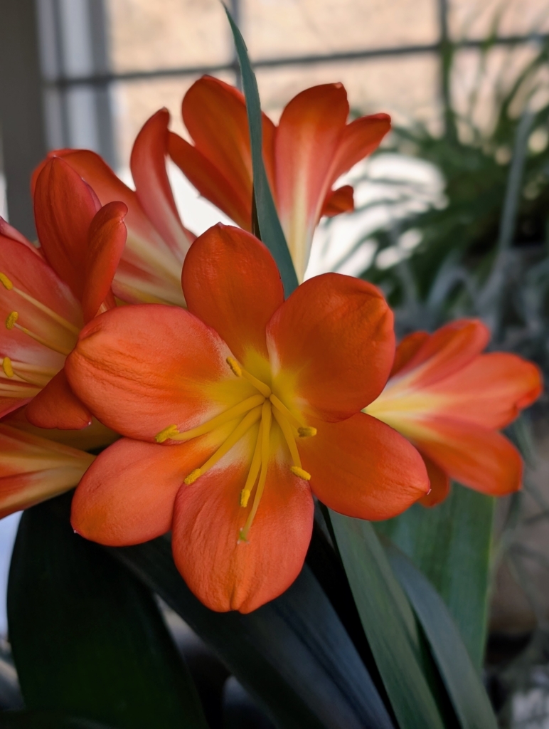Clivia Miniata Roots My Potted Clivia Miniata - The Martha Stewart Blog