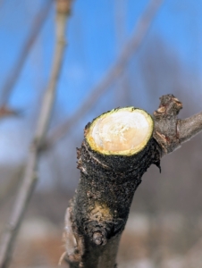 Pruning cuts should be made fairly flush to the branch from which it grew. The idea is to leave very slight stubs close to the collar. In time, this cut will heal over properly.