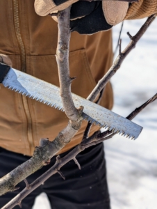 And a pruning saw like this one cuts on both the fore stroke and back stroke and is designed for cutting thicker branches.