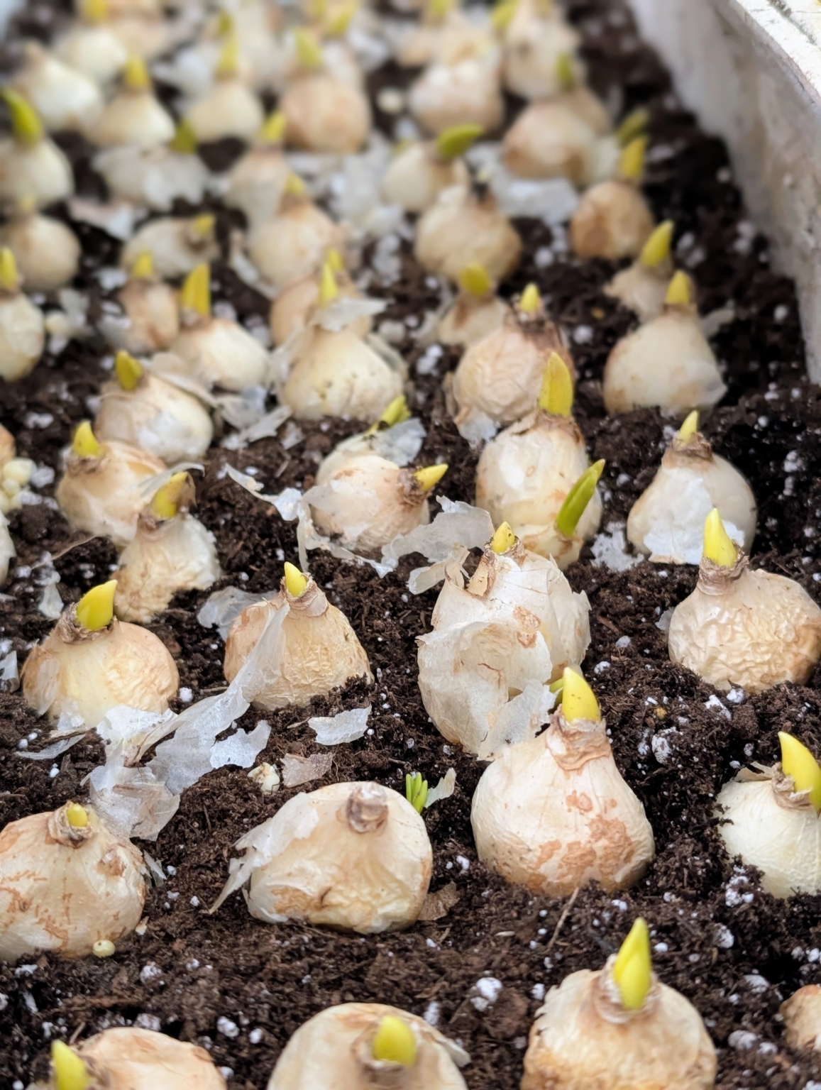 Relief Bulb Spring Forcing More Spring-Blooming Bulbs - The Martha Stewart Blog