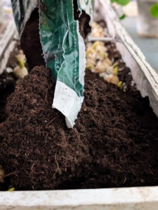 Ryan fills the pots with more potting soil mix to cover the bulbs.