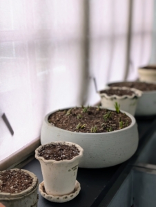 And then placed on a windowsill or on shelves in my hoop house where they will get light, humidity, and water to help them grow. I'll have pots of gorgeous blooms in several weeks.