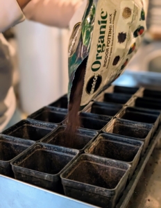 The pots are filled with an appropriate potting mix. I like to use Miracle-Gro Potting Mix with moisture control. A good quality organic mix designed for seedlings will be fast draining, and light. It will usually contain sphagnum moss and perlite or vermiculite. These mixes are formulated to encourage strong, healthy growth in new plants.