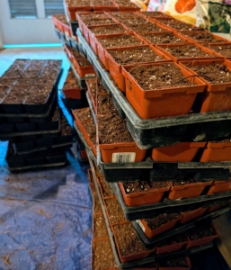 Working in a production line process and filling a lot of trays first is an efficient way to work – there are many seeds to transplant here in my greenhouse.