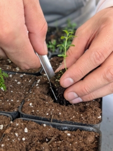 My gardening helper, Matt, replants the seedling into its new pot.