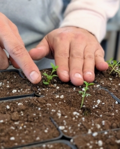 And then the surrounding soil is tamped down lightly to ensure good contact and to remove any air pockets. Avoid handling the seedling by its tender stems, which can bruise easily.