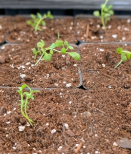 The purpose of transplanting is to provide enough room – overcrowding can stress the sprouts.