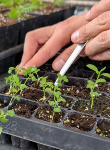 When it is time to move a seedling, carefully loosen the soil around the seedling with the widger. The widger also helps to avoid damage to the plant’s leaves, or roots.