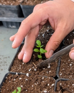 The seedling is planted as deep as it was in its previous tray cell.