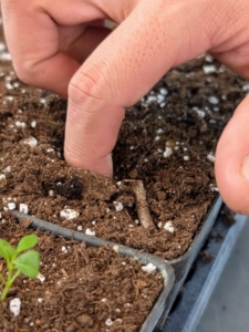 Using fingers or the end of a thick marker pen, make a hole in the center of each larger, pot or tray cell. The soil mix is very soft.