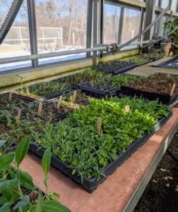 These seedlings in my greenhouse are in different stages of growth. They were planted from seed over the last few weeks. As they germinate and begin to mature, it’s important to check their development, so they continue to thrive.