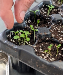 When the seedlings are a couple inches tall and have reached their “true leaf” stage, which is when each seedling has sprouted a second set of leaves, it’s time for a process called selective thinning. Selective thinning prevents overcrowding, so seedlings don’t have competition for soil nutrients or room to grow.