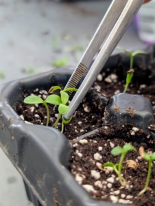 When thinning, Ryan carefully inspects the seedlings and determines the strongest ones. He looks for fleshy leaves, upright stems, and center positioning in the space. The smaller, weaker, more spindly looking seedlings are removed, leaving only the stronger ones to mature. Ryan starts with some asters. Using large tweezers, he removes those seedlings less likely to thrive.