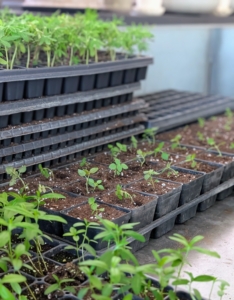 There's always a lot of work to do in my greenhouse. It's so nice to be able to grow vegetables and flowers from seed during these winter months. It won't be long before they are all ready to be moved outdoors and planted in the gardens.