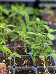 Once selective thinning is complete, there should only be one or two seedlings in each cell of the seed starting tray or container. They will continue to grow until moved to larger trays or pots.