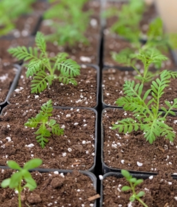 These seedlings now have more space for root development and look more organized.