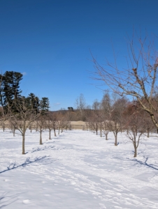 I am looking forward to many lustrous green trees heavy with fruit come summer.