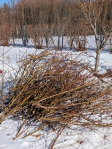 After the branches are cut, they are gathered, neatly piled, and then either saved for kindling or processed through a wood chipper to make mulch.