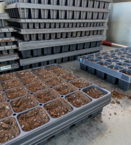 And all the beautiful vegetables start out here, in my head house, seeded in trays.