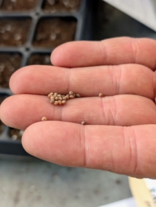 Seeds are planted at different times depending on their maturity durations. These are the small seeds of broccoli.
