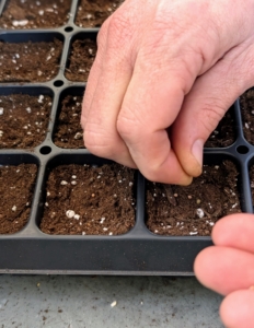 Ryan drops one to three seeds in each cell. Any weak seedlings will be thinned out later. When buying or ordering seeds, be sure to read the hardiness of the plant. And know your hardiness zone, so you can select the right seeds for your area. Here in Bedford, we are zone-6b. It is easy to look it up online.