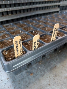 Ryan places markers in the tray to identify the varieties.
