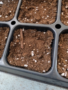 Look closely to see the seeds. Seeds will germinate in seven to 10 days in optimal temperature and lighting environments, which is 50 to 85 degrees Fahrenheit under bright light.