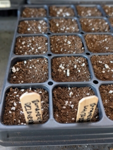 Ryan also starts a couple rows of romanesco, another brassica. Romanesco goes by various names including Romanesco broccoli, fractal broccoli, or Roman cauliflower. It is considered a hybrid between cauliflower and broccoli and grows in a chartreuse color with spire-like florets.