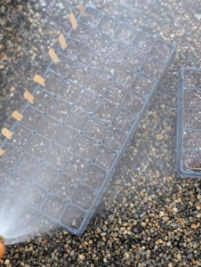 The trays are then properly watered with a misting attachment nozzle that doesn't hurt or move the delicate seeds. These are also available at Johnny's Selected Seeds.