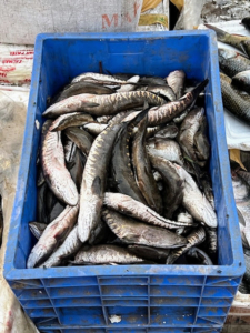 Fish is also popular in the market. Many of the common fish types are from the Arabian Sea.