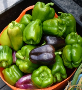 I also grow all kinds of peppers. They can be served stuffed, roasted, or eaten raw in salads and alone.