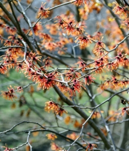 Witch hazel works well as a natural remedy because it contains tannins, which when applied to the skin, can help decrease swelling and fight bacteria.