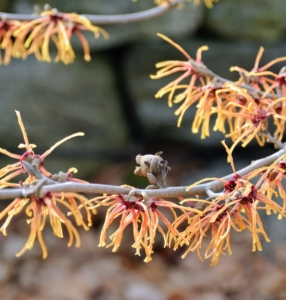 Witch hazel leaves, bark and twigs are used to make lotions and astringents for treating certain skin inflammations and other irritations.