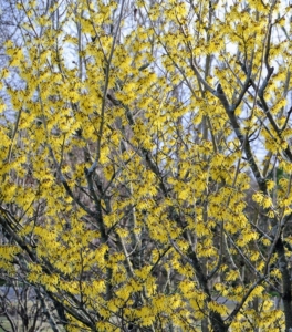 Witch hazels possess shallow, slow-growing root systems, which do best in large planting areas to ensure normal growth and development. Fortunately, I have a lot of room to grow these pretty shrubs.