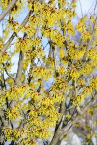 Hamamelis mollis, or Chinese witch hazel, is the most fragrant of all the species. Chinese witch hazel begins blooming as early as January and has buttery yellow petals and clear yellow fall foliage.