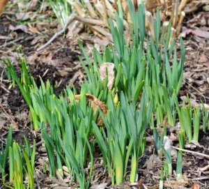 And along the daffodil border, in the woodland and in various areas around the farm there are patches of daffodil foliage. I have thousands of daffodils planted in large groupings, providing a stunning swath of color when in bloom.