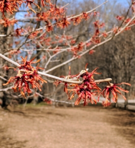 Witch hazels can thrive in many gardens given the right conditions and care. I love seeing the witch hazels in bloom – it’s a good sign that spring is just around the corner.