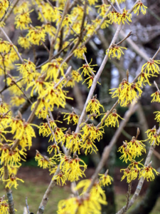 This time of year, excitement always grows at the first signs of spring. The witch hazel is now blooming at my farm. Witch hazel grows as small trees or shrubs with numerous clusters of rich yellow to orange-red flowers.